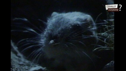 Fare vs Yılan - Mouse vs Snake