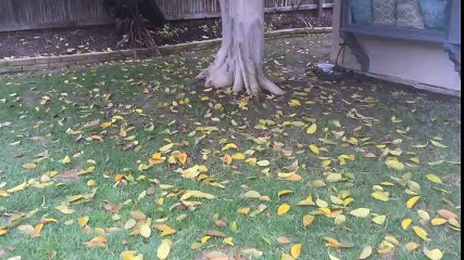 Giant Newfoundland puppy attemtps to hide from owner