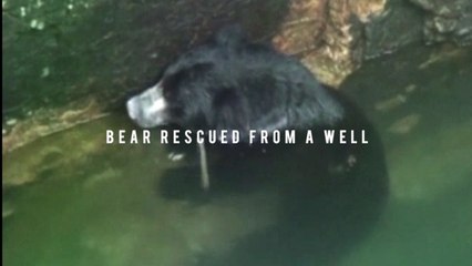 Dramatic footage of a bear being rescued after it had fallen into a well