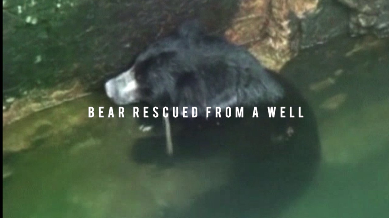 Dramatic footage of a bear being rescued after it had fallen into a well