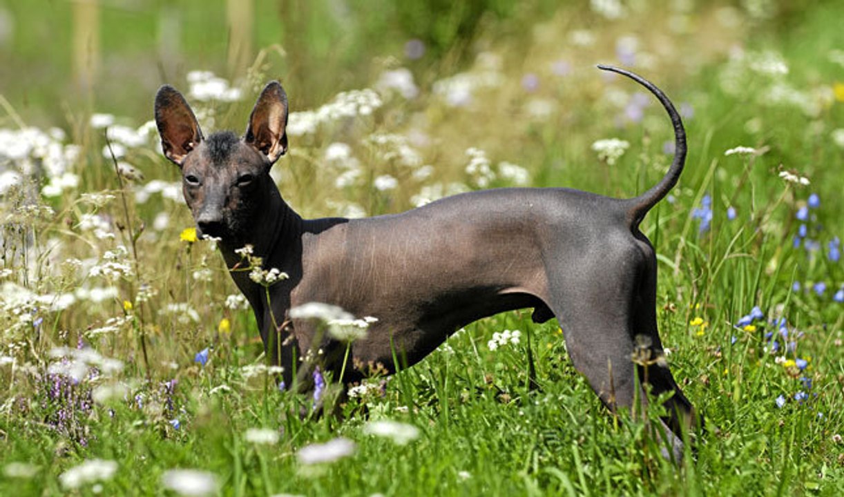 XOLOITZCUINTLI