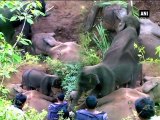 Un bébé éléphant tente de réveiller sa maman morte