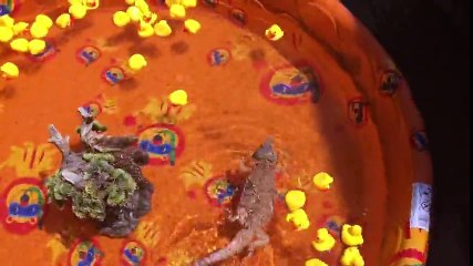 Bearded dragon enjoys swim in kiddie pool