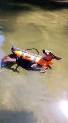 Download Video: Dog realizes he floats - chills out in the water