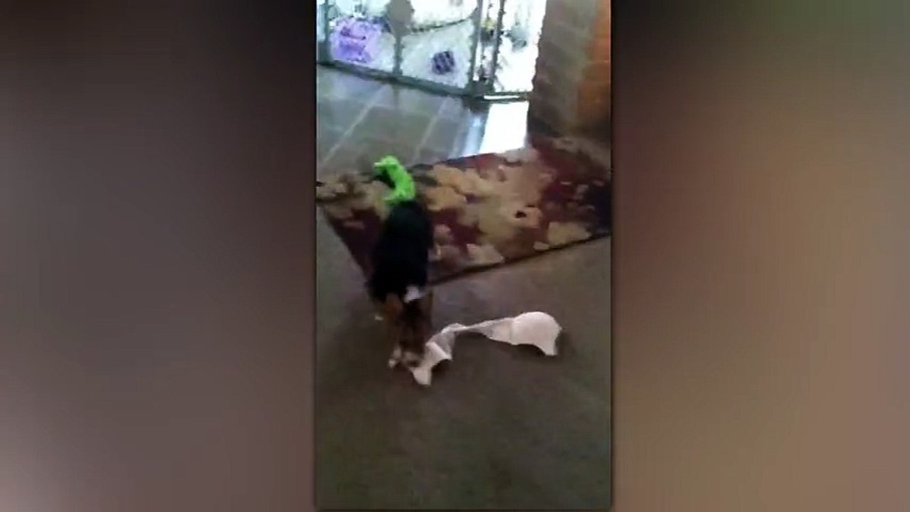 Lilly The Corgi Wants To Play Dress Up