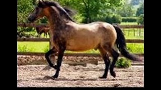 Top 10 Prettiest Horse Breeds