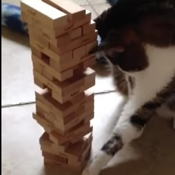 un chat joue au jenga