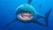 Ces requins avec des dents humaines vont vous faire plus rire que peur