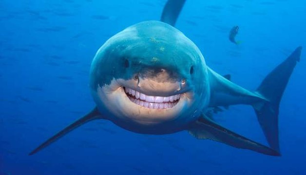 Ces requins avec des dents humaines vont vous faire plus rire que peur
