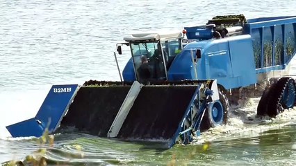 Ramassage des algues vertes à Guisseny