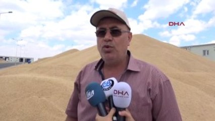 Aksaray'da Hububatta Rekolte Düşüşü