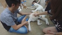 Cultura, playas y ahora perros para atraer turistas a Tailandia
