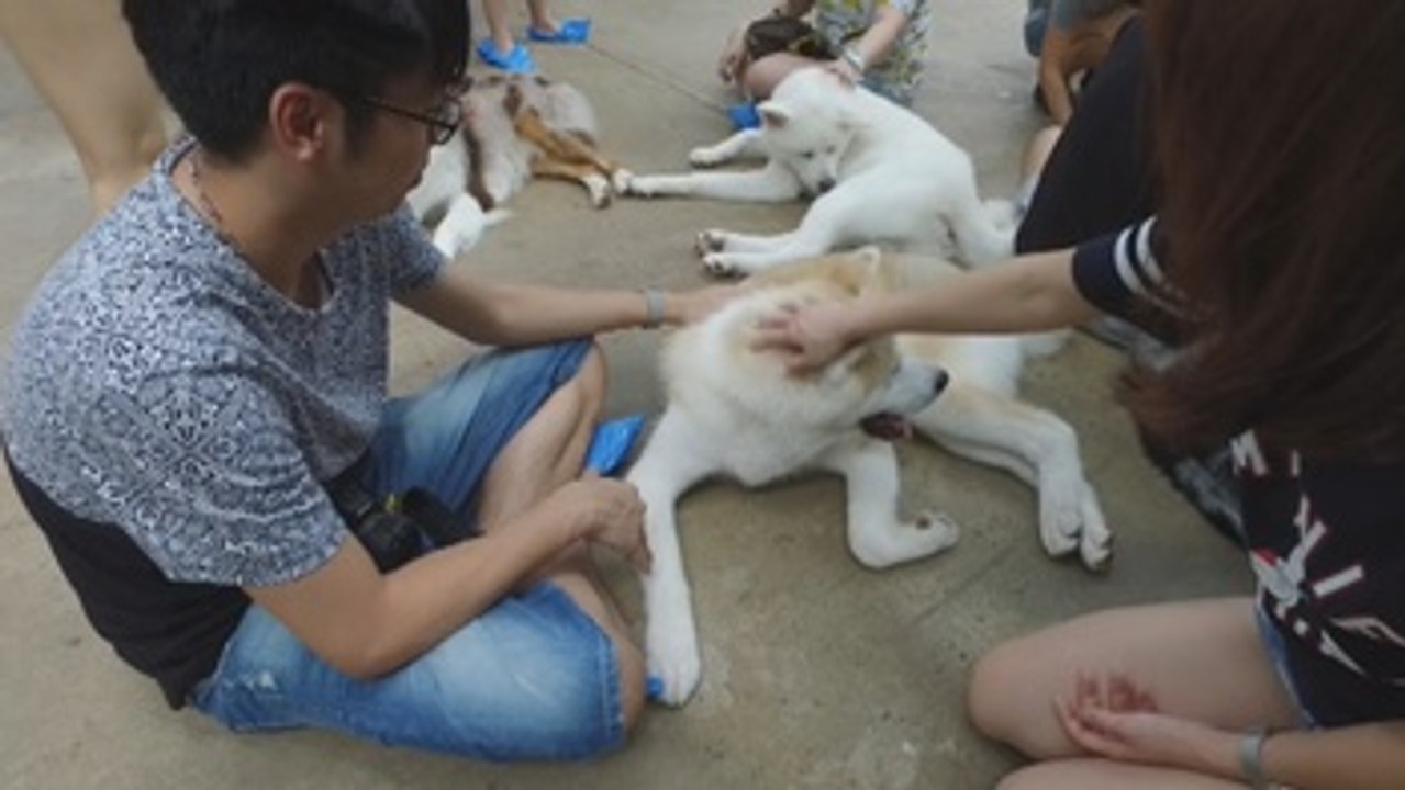 Cultura, playas y ahora perros para atraer turistas a Tailandia