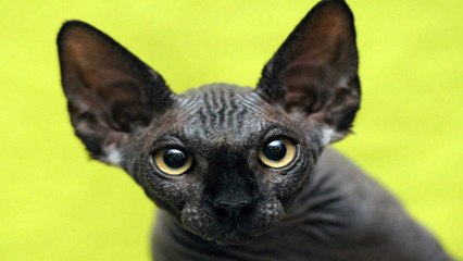 La sensatez de los niños y los gatos