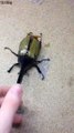 Le plus gros scarabée du monde