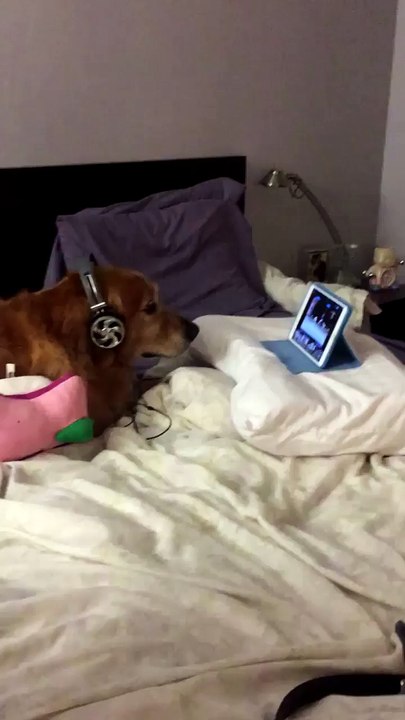 Ce chien regarde des vidéos de chiens pour se relaxer