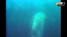 Balinalar Devasa Okyanuslarda Nasıl İletişim Kurarlar - How to Whales contacts each other in Oceans