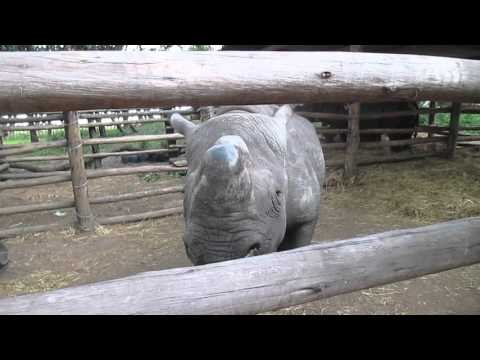 Cute Black Rhino Begs for More Treats