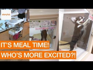 Chihuahuas in Pet Shop Are Very Excited for Dinner