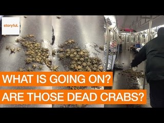 Commuters Find Dozens of Crabs on NYC Subway Floor