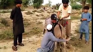 Pathan Vs Donkey