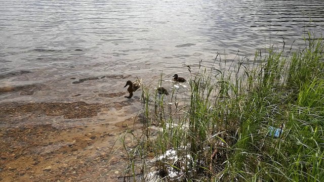 Huawei P9 Plus, тест камеры - Утки и не утки