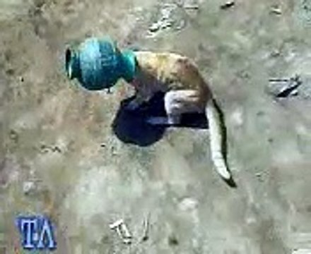 Is billi k moo per lota char gia dekhen phir us bichari k sath kia hova