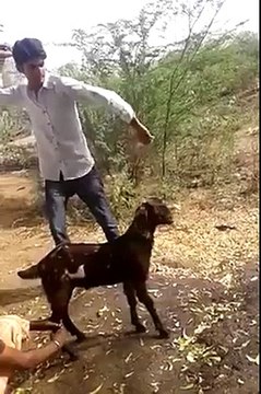 Ye larke is bakri k sath kia kar rahe hain dekhen zara