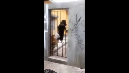 Ловкий побег. Смешные приколы собаки