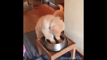 Месим воду. Смешные приколы собаки