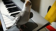かわいすぎる天才! 　「となりのトトロ」を歌うインコ   ねとらぼ22