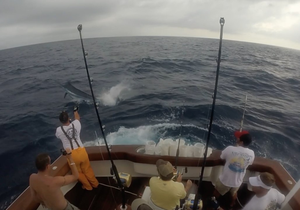 Breathe Easy at the Orange Beach Billfish Classic