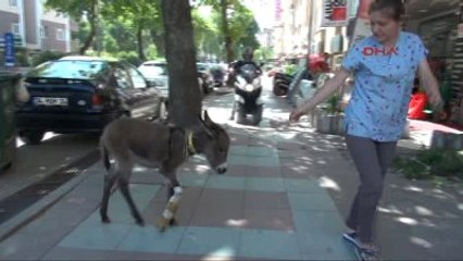Kocaeli Kazada Yaralanan Sıpa, Mahallenin Maskotu Oldu