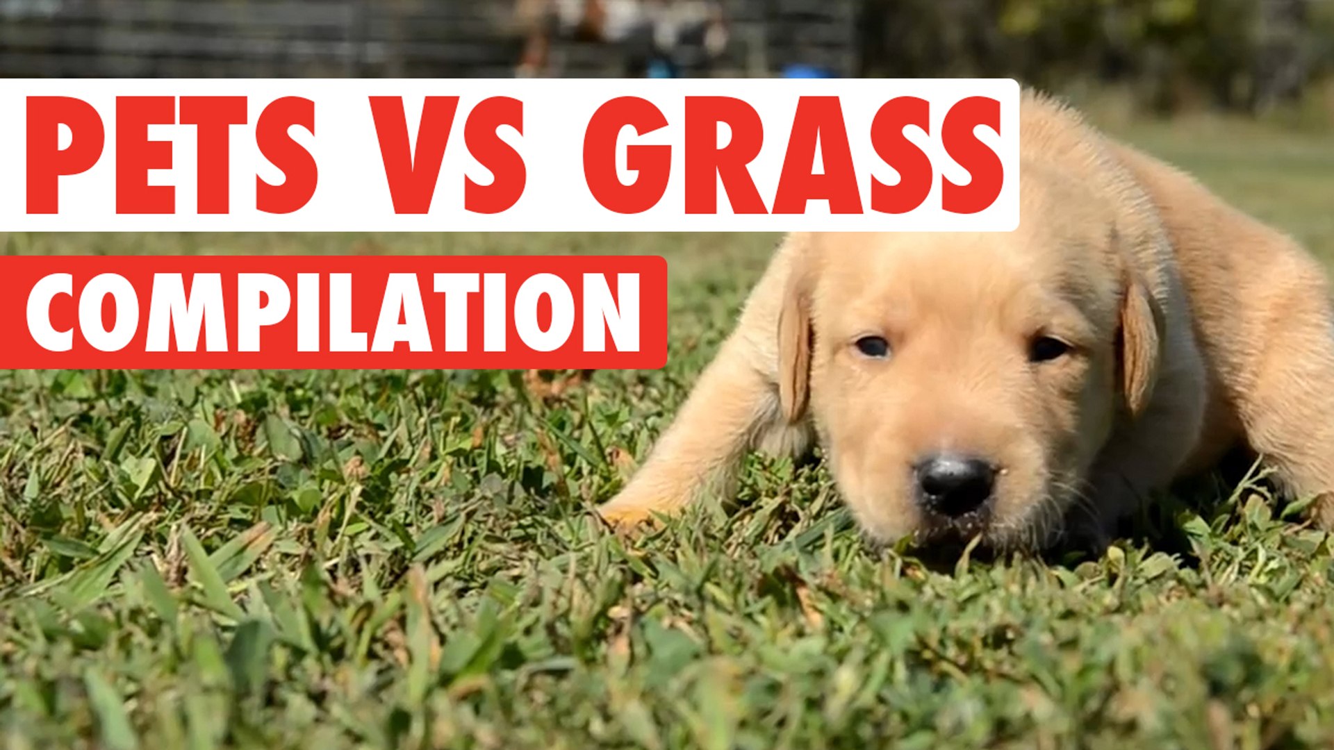 ⁣Pets vs Grass Funny Pets Compilation 2016
