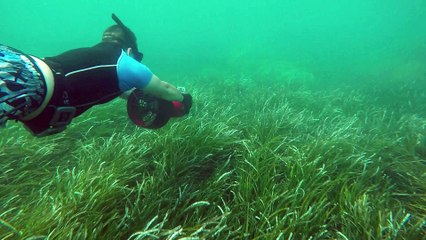 4 Juillet 2016 - Plongée Villefranche s/mer