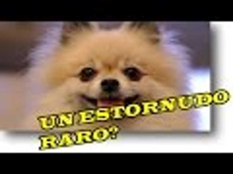 UN ESTORNUDO MUY RARO / MEJORES FAILS SEMANA 1 AGOSTO 2015 nuevo