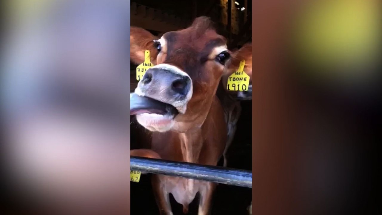 19 Adorable Animal Shenanigans