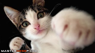 ★► Funny Cat Fight Video - funny cats funny cat videos best funny videos 2016 funny videos ★★