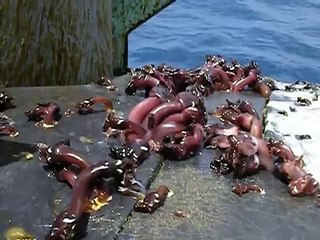 -NO JOKE- Never before seen sea creatures found on a military sub