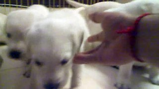 Labrador Pups NCR Delhi for Sale (25 Days OLD).mp4