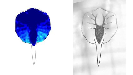 La nage de la raie robotisée