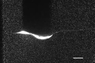 Mécanique des fluides de la nage de la raie