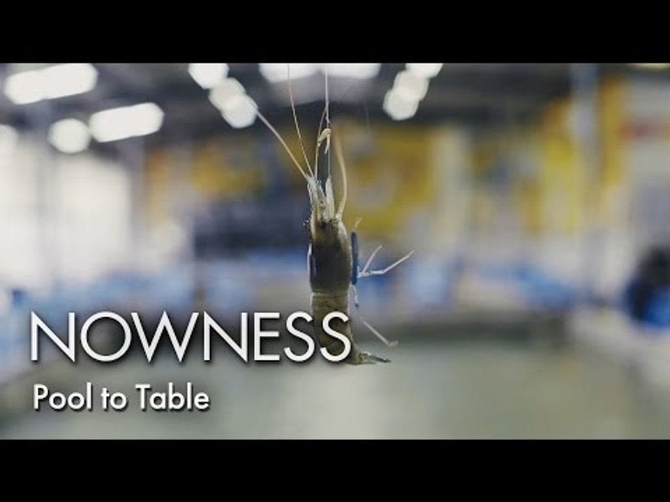 Urban shrimping in Taiwan