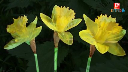 اكثر نباتات قاتلة بشكل لا يصدق - ESTFED.COM