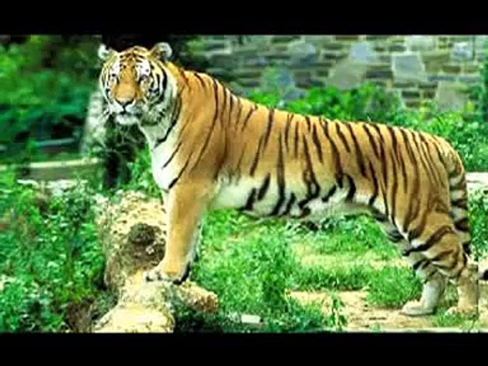 The Largest Mangrove Forest in the World - Sundarbans, INDIA