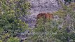 Rare tiger sighting in Sundarbans mangrove forest!