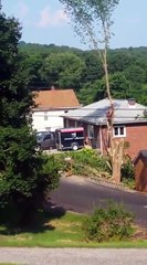 Tree Takes Out Tree Cutter