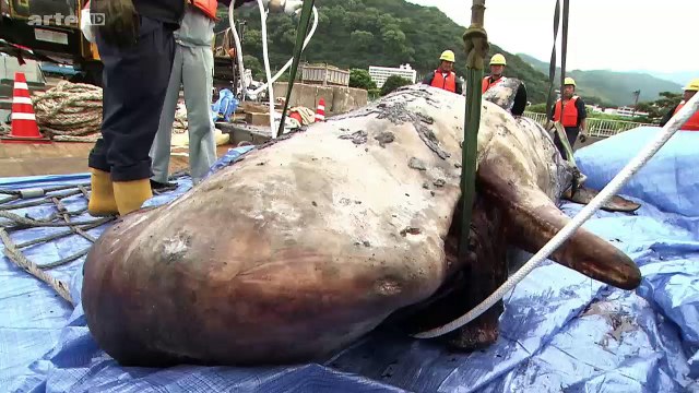 Fantômes Des Grands Fonds: Les Requins