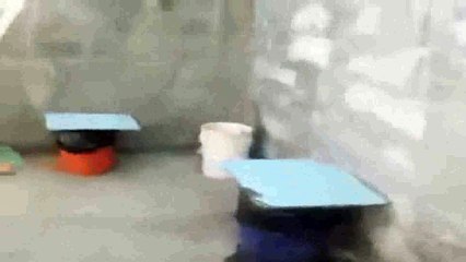 ADIOS DUQUESA EN EL CIELO DE LOS PERROS ESTAS ( TE QUIERO MUCHO_trans