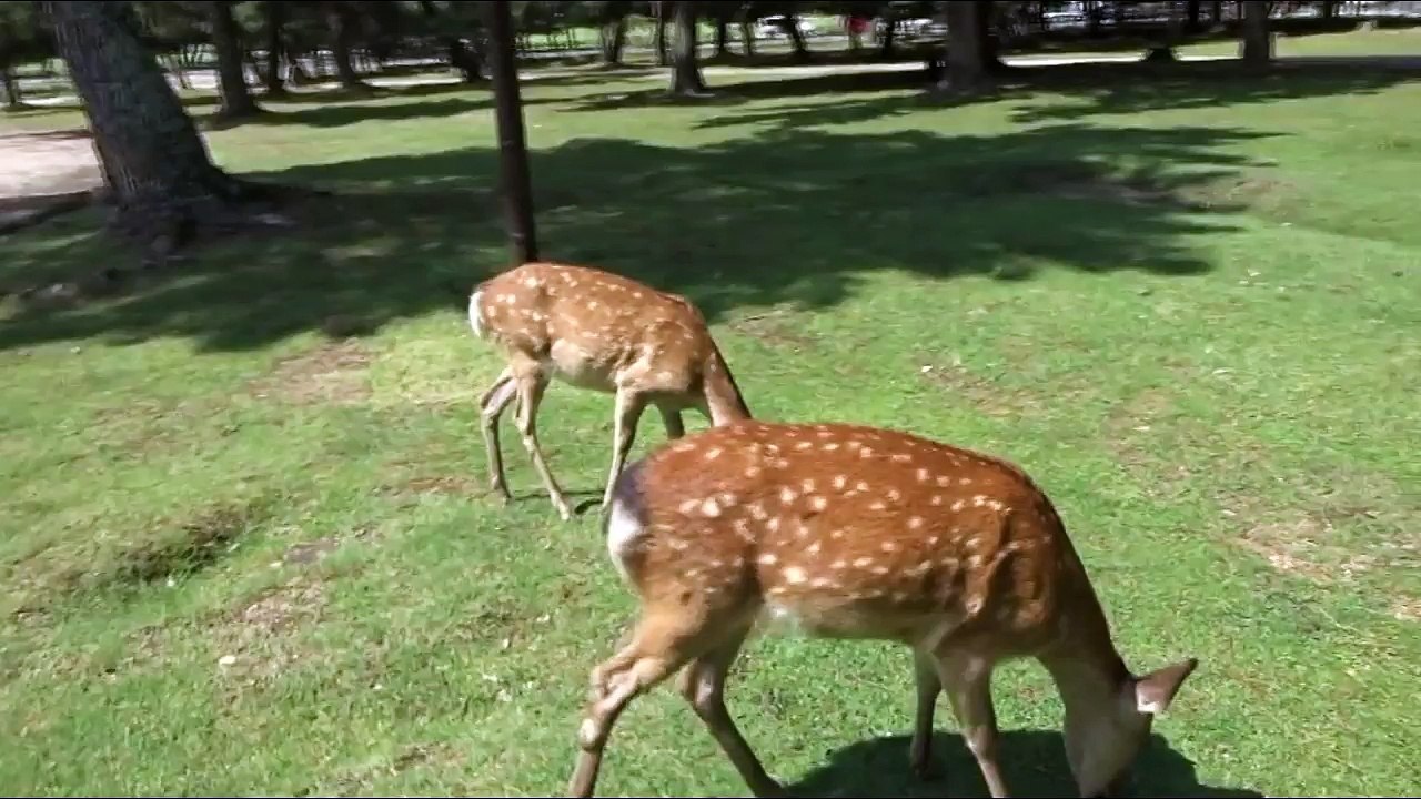 Go around Nara Park - Attractions of Japan